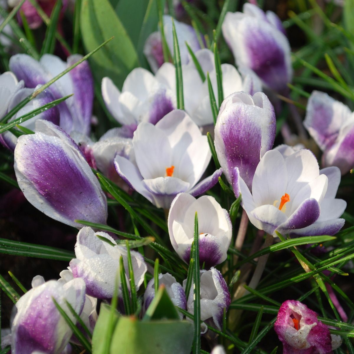 Snow Crocus- Prins Claus